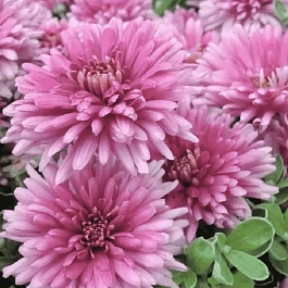 Хризантема Royal Purple