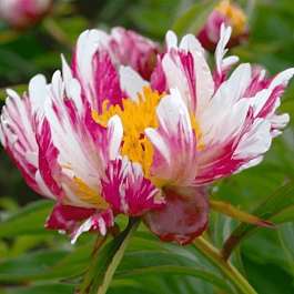 Пион Молочноцветковый Twitterpated