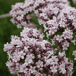 Валериана лекарственная