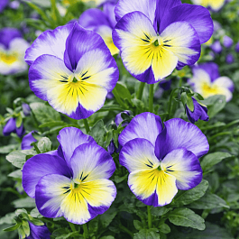 Виола рогатая Rebecca Cawthorne