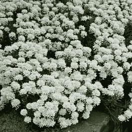 Иберис вечнозеленый Snow Flurries