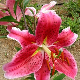 Лилия Mero Star