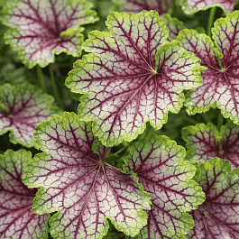 Гейхера Green Spice