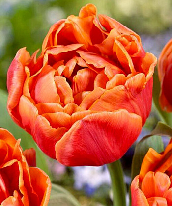 Тюльпан махровый поздний Айкон