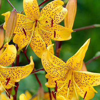 Лилия азиатская Йеллоу Тайгер НАБОР 2ШТ (2+2)