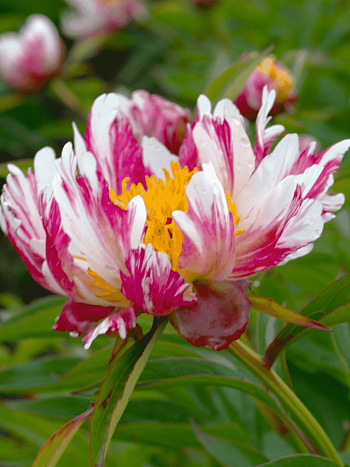 Пион Молочноцветковый Twitterpated