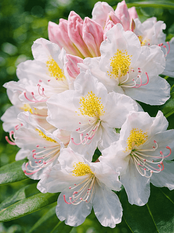 Рододендрон катевбинский Cunningham`s Album