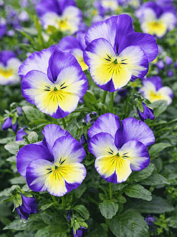 Виола рогатая Rebecca Cawthorne