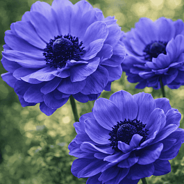 Анемона Double Lord Lieutenant