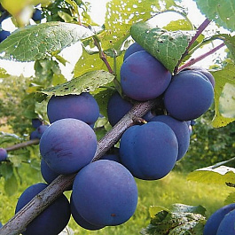 Слива Кромань Слива Кромань