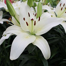 Лилия азиатская горшечная Спарклинг Джой Лилия азиатская горшечная Спарклинг Джой