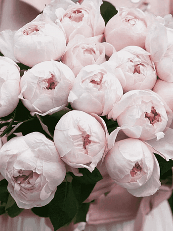 Роза Флорибунда Peony Pink
