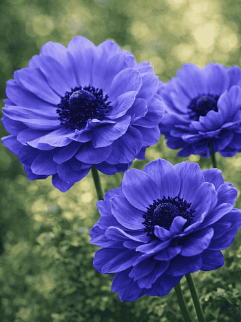 Анемона Double Lord Lieutenant