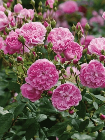 Роза Английская кустовая Harlow Carr