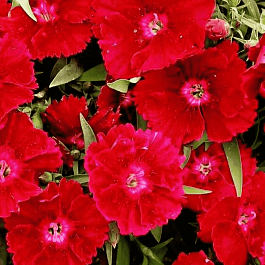 Гвоздика китайская Coronet scarlet