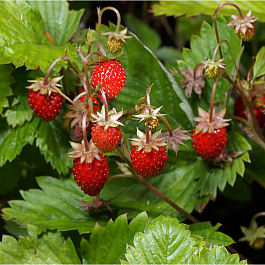 Земляника садовая Александрия