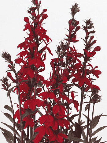 Лобелия прекрасная Starship Scarlet Bronze Leaved