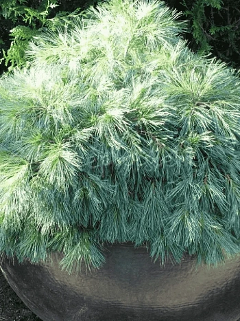 Сосна Веймутова Blue Shag