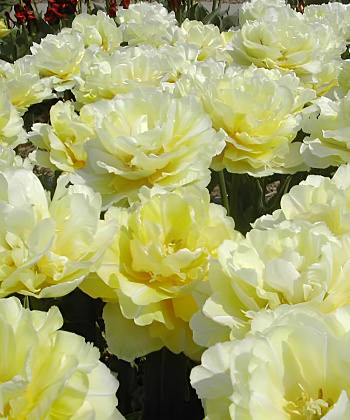 Тюльпан махровый ранний Верона