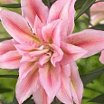 Лилия Roselily Sara