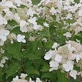 Гортензия метельчатая White Lady