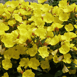 Энотера крупноплодная