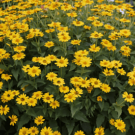 Гелиопсис Шероховатый