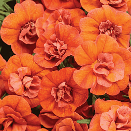 Калибрахоа Aloha Double Orange