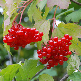 Калина красная Жолобовская