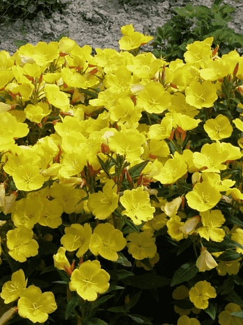 Энотера крупноплодная