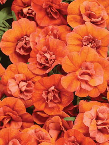 Калибрахоа Aloha Double Orange