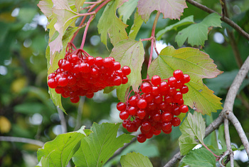 Калина красная Жолобовская