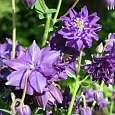Аквилегия обыкновенная Barlow Blue