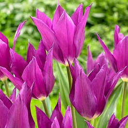 Тюльпан лилиецветный Йуми но Мурасаки