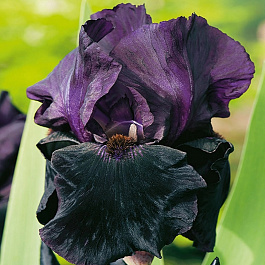 Ирис бородатый Блэк Найт