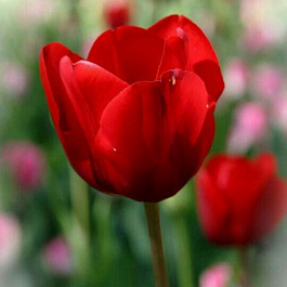 Тюльпан Триумф Голландия