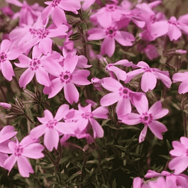 Флокс шиловидный Ronsdorfer Beauty