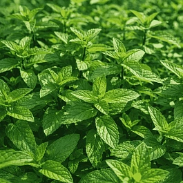 Мята перечная Nigra