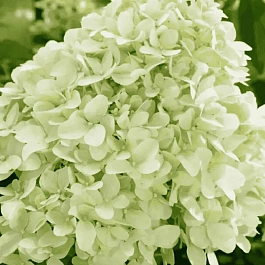 Гортензия метельчатая Little Spooky ТОЛЬКО САМОВЫВОЗ