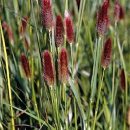 Пеннисетум (Перистощетинник) повислый Red Bunny Tails