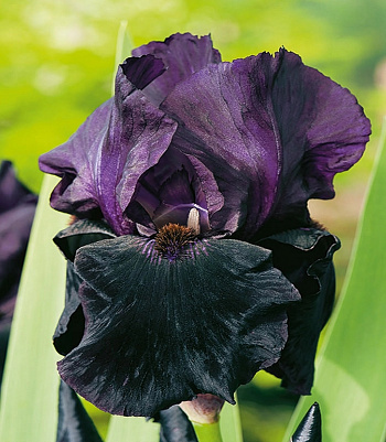 Ирис бородатый Блэк Найт