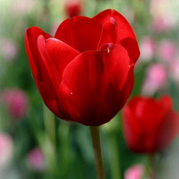 Тюльпан Триумф Голландия