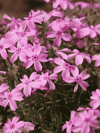 Флокс шиловидный Ronsdorfer Beauty