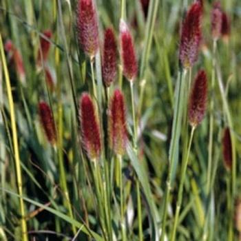Пеннисетум (Перистощетинник) повислый Red Bunny Tails
