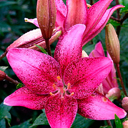 Лилия азиатская Танго Спот Он