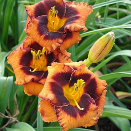 Лилейник гибридный Маделин Нетлз Айз НАБОР 2ШТ (1+1)