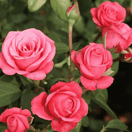 Роза флорибунда Bella Rosa