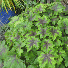 Гейхерелла Art Nouveau