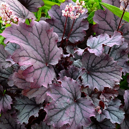 Гейхера гибридная Глиттер
