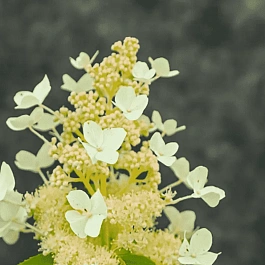 Гортензия метельчатая October Pride